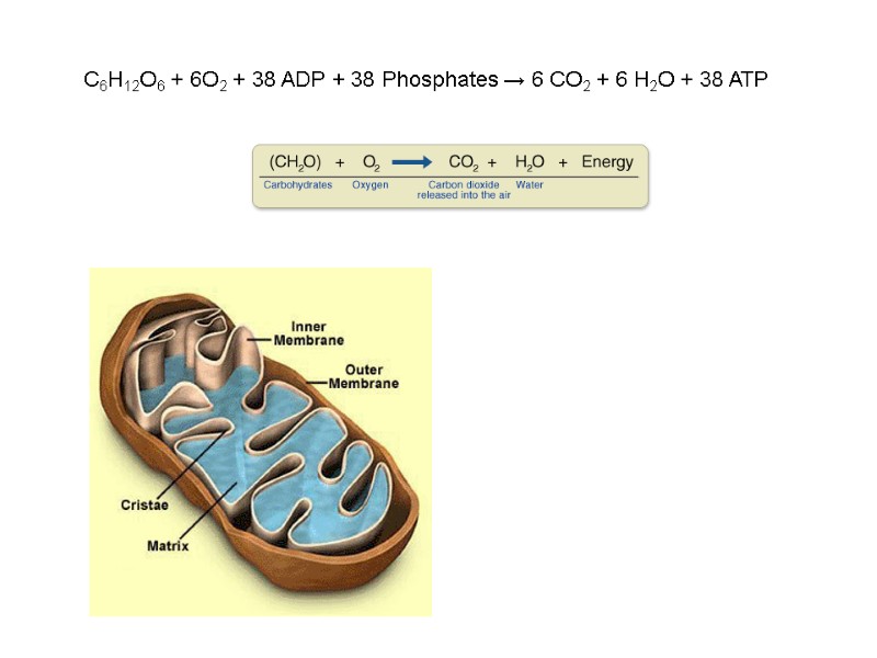 C6H12O6 + 6O2 + 38 ADP + 38 Phosphates → 6 CO2 + 6